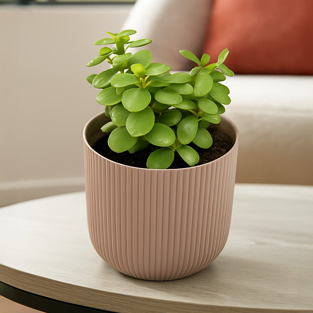 Indoor Jade Plant with Textured Pot