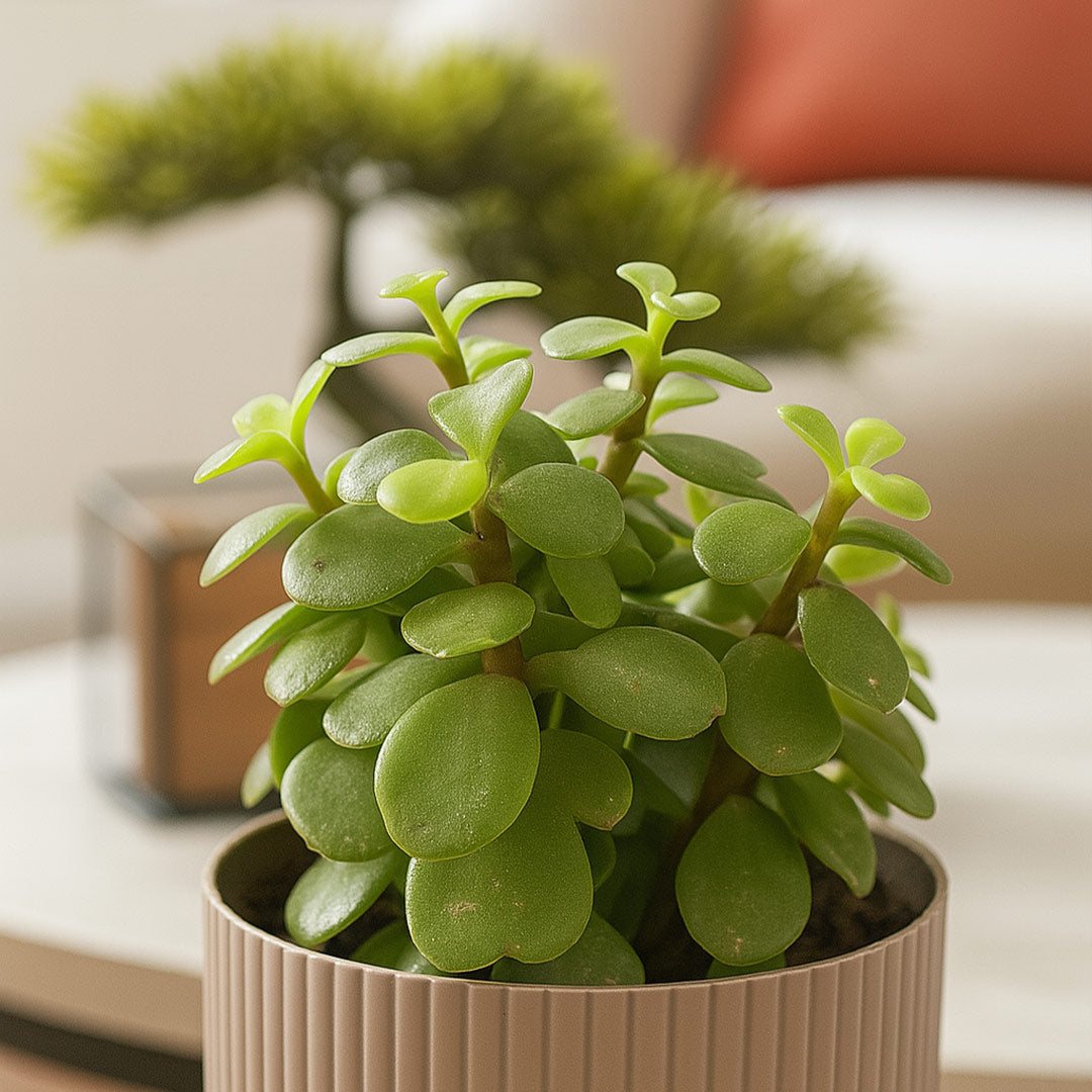 Indoor Jade Plant with Textured Pot